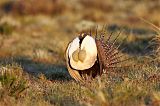 Greater Sage-Grouse